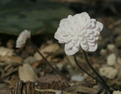 IMG_2342_eHepatica_henryi_weiss-gefuellt.JPG