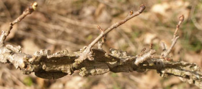 2007-04_wer_bin_ich_detail.jpg