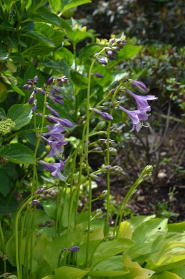 Hosta-Wogon Giboshi.18-1.jpg