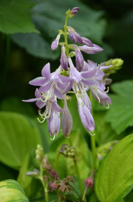 Hosta-EmeraldTiara.18-1.jpg