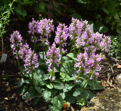 Stachys_grandiflora-Ukkie.18-2.jpg
