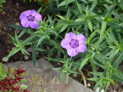 Dianthus_amurensis.18-1.jpg