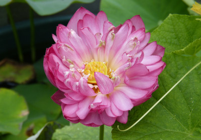2018-06-16 Nelumbo 'Momo Botan' 1.jpg