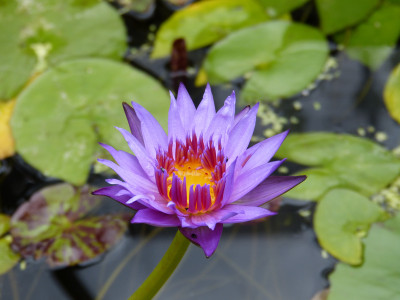 2018-06-16 Nymphaea 'King of Siam'.jpg