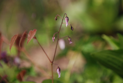 epimedium_wird_erst.jpg