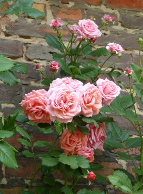 2018-06-16 Rosen 'Wiesenburger Parkprinzesschen' 1.jpg