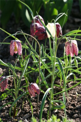 Schachbrettblumen.JPG