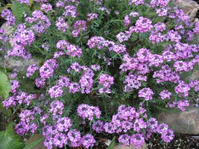 q12.4.07._Aethionema_armenum_Warley_Rose__001.JPG