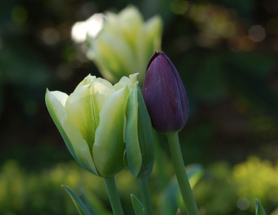 Turteltulpen.jpg