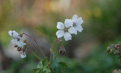 geranium_albiflorum_april.jpg