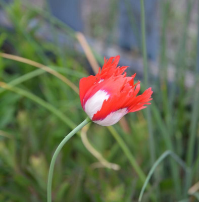 Papaver_somniferum-DanishFlag.18-1.jpg