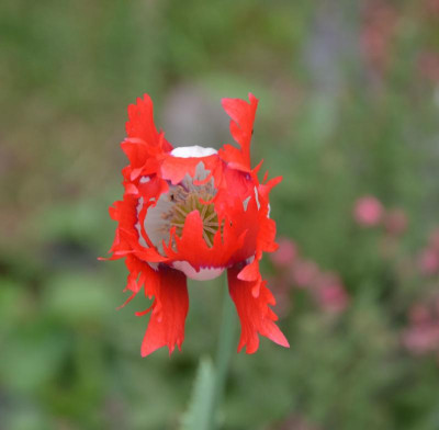 Papaver_somniferum-DanishFlag.18-2.jpg