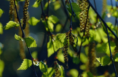 Betula_Pendula_1_12-04-2007.jpg