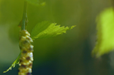 Betula_Pendula_2_12-04-2007.jpg
