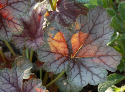 Heuchera-Venus.jpg