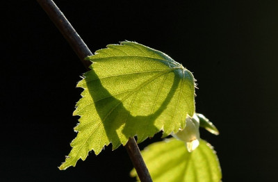 Betula_Pendula_3_12-04-2007.jpg