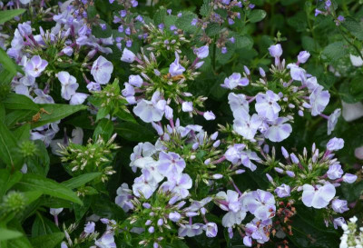 Phlox_paniculata-FlameLIghtBlue.18-4.jpg
