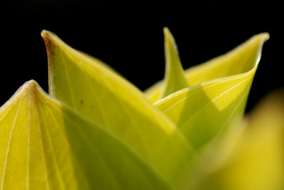H-Fire-Island-1204.jpg