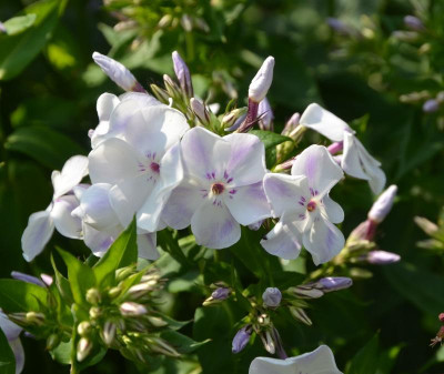 Phlox_paniculata-FlameLIghtBlue.18-1.jpg