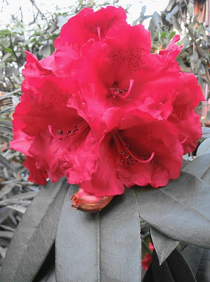 Rhododendron_Taurus_fars_2007.jpg