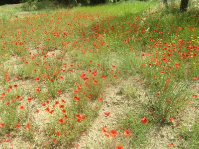 Klatschmohn.jpg