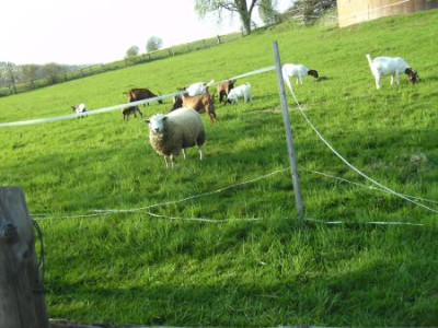 Fruhling_im_Odenwald.jpg