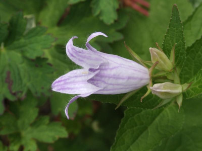 DSCF5405.JPG