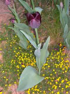070412Tulipaunbekanntklkl.jpg