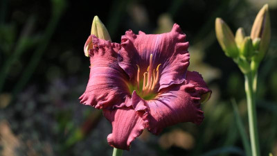 GidW - LAVENDER BLUE BABY.jpg