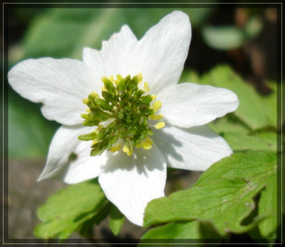 Anemone_nemorosa_GreenFingers.jpg