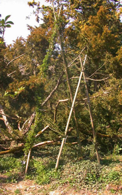 Doppelbambusgeruest_DSCN3055.jpg