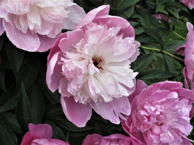 paeoniealtrosa18.img.JPG