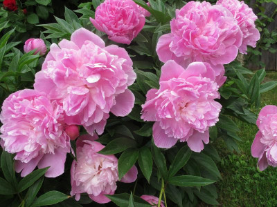 paeoniealtrosa182.img.JPG