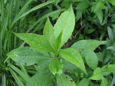 P amplifolia Pöppel.JPG