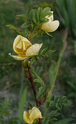 rosa_ecae_20070412.jpg