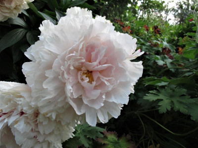 princessedenaumur.img.JPG