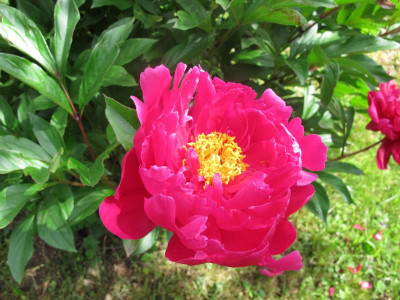karlrosenfield1.img.JPG