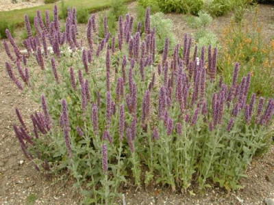 Nepeta_tuberosa_Hillier.jpg