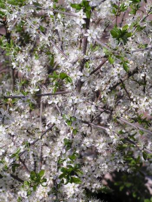 060429_05a.jpg