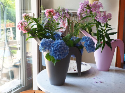 Phlox Hortensien Edelraute in IKEA P8170006.JPG