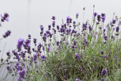 Lavendelblüten 2018 001.JPG
