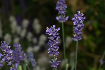Lavendelblüten 2018 004.JPG