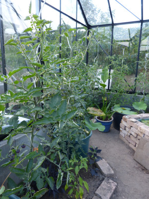 2018-06-17 Tomaten 1.jpg