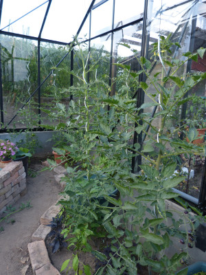 2018-06-17 Tomaten 2.jpg