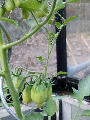 2018-06-17 Tomaten 'Sacharnaja Sliva'.jpg