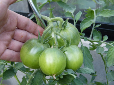 2018-06-17 Tomaten 'Kumato'.jpg