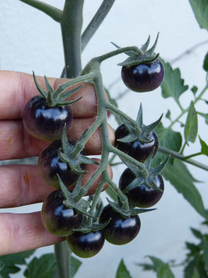 2018-06-17 Tomaten 'Purple Rispe'.jpg