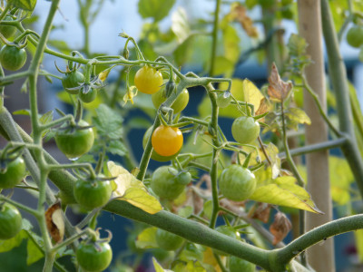 2018-06-17 Tomaten 'Gelbe Johannisbeere'.jpg