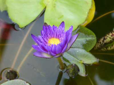2018-06-17 Nymphaea 'Blue Aster'.jpg