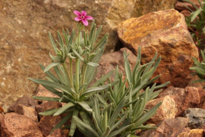 Douglasia nivalis 17.06.18.jpg